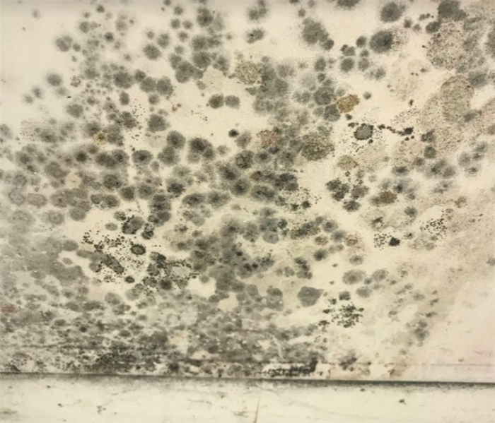 mold growing on white wall